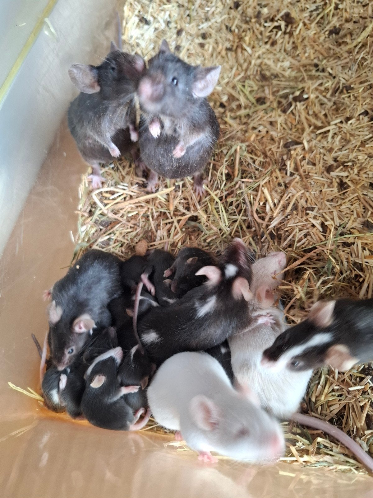 Muizen, Animaux & Accessoires, Rongeurs, Mars, Plusieurs animaux, Souris