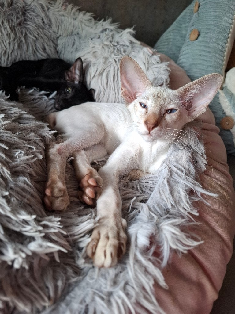 Te koop Siamees katertje met stamboom, Kater, Met stamboom, 0 tot 2 jaar