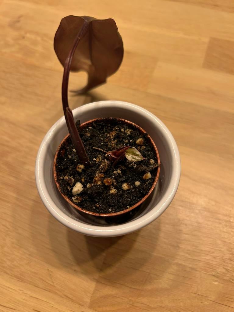 Philodendron pink princess scheutjes, Plante verte, Enlèvement