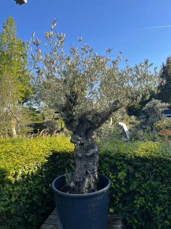 Olijfboom (Olea europaea 'Pata') - mediterrane boom, Tuin en Terras, Ophalen of Verzenden, 100 tot 250 cm, Olijfboom, Zomer