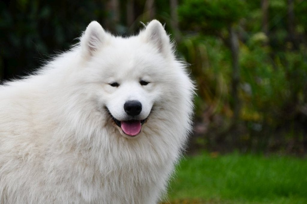 Samojeed dekreu - met stamboom, Dieren en Toebehoren, België, Reu, CDV (hondenziekte), Eén hond