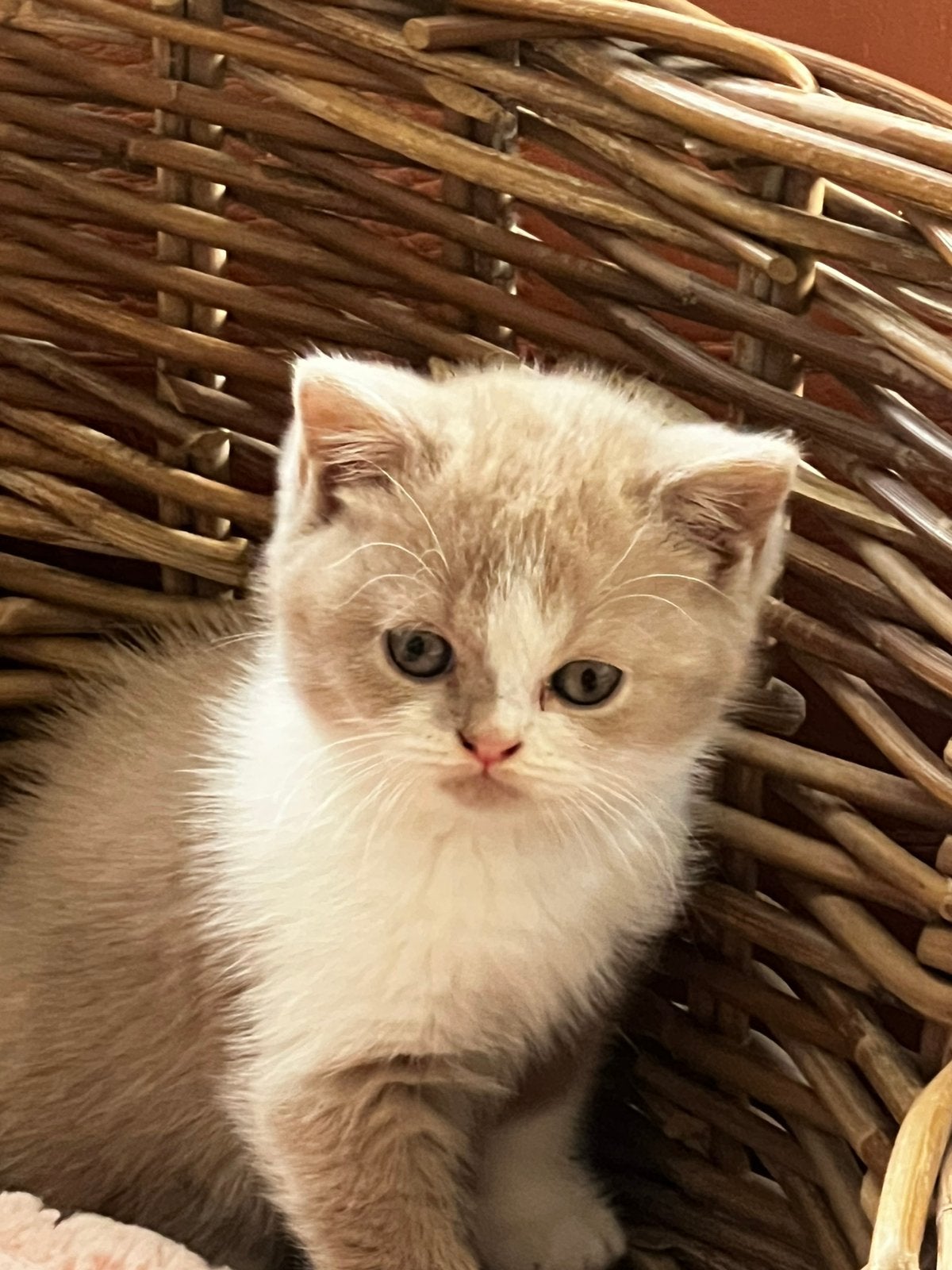 Britse Korthaar kittens met Stamboom, Chatte ou Chat, Avec pedigree