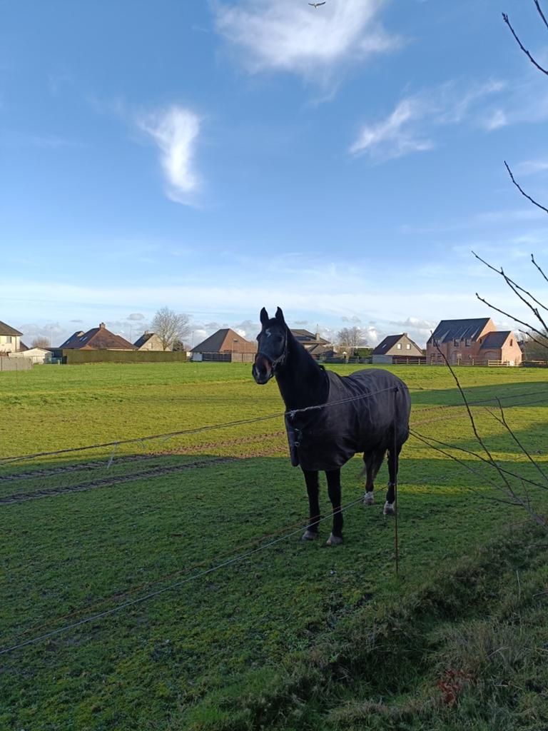 Wandelpaard