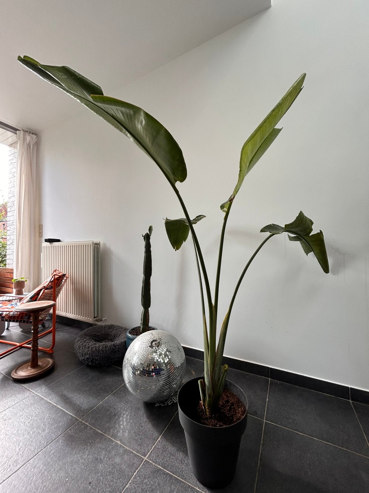 Grote Strelizia Nicolai 1,6m, Enlèvement, En pot, 150 à 200 cm