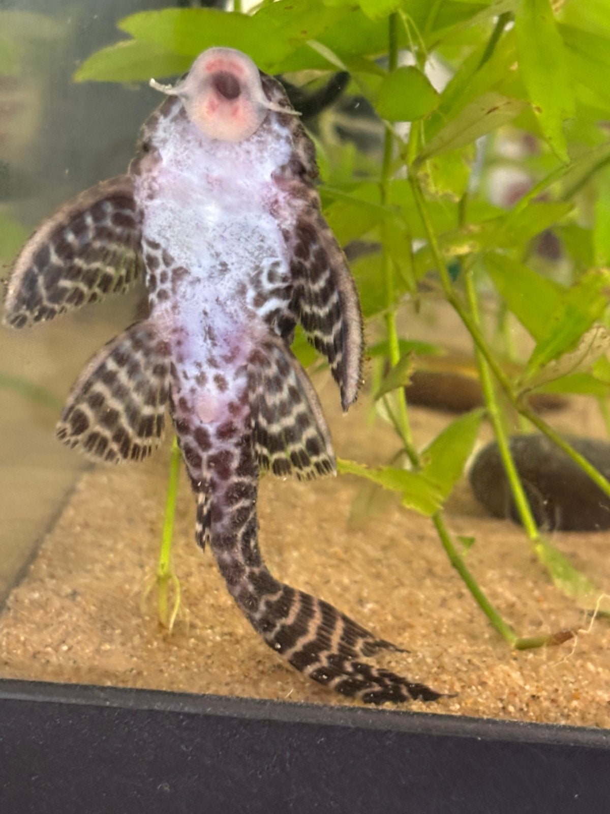 L333, Dieren en Toebehoren, Vissen | Aquariumvissen
