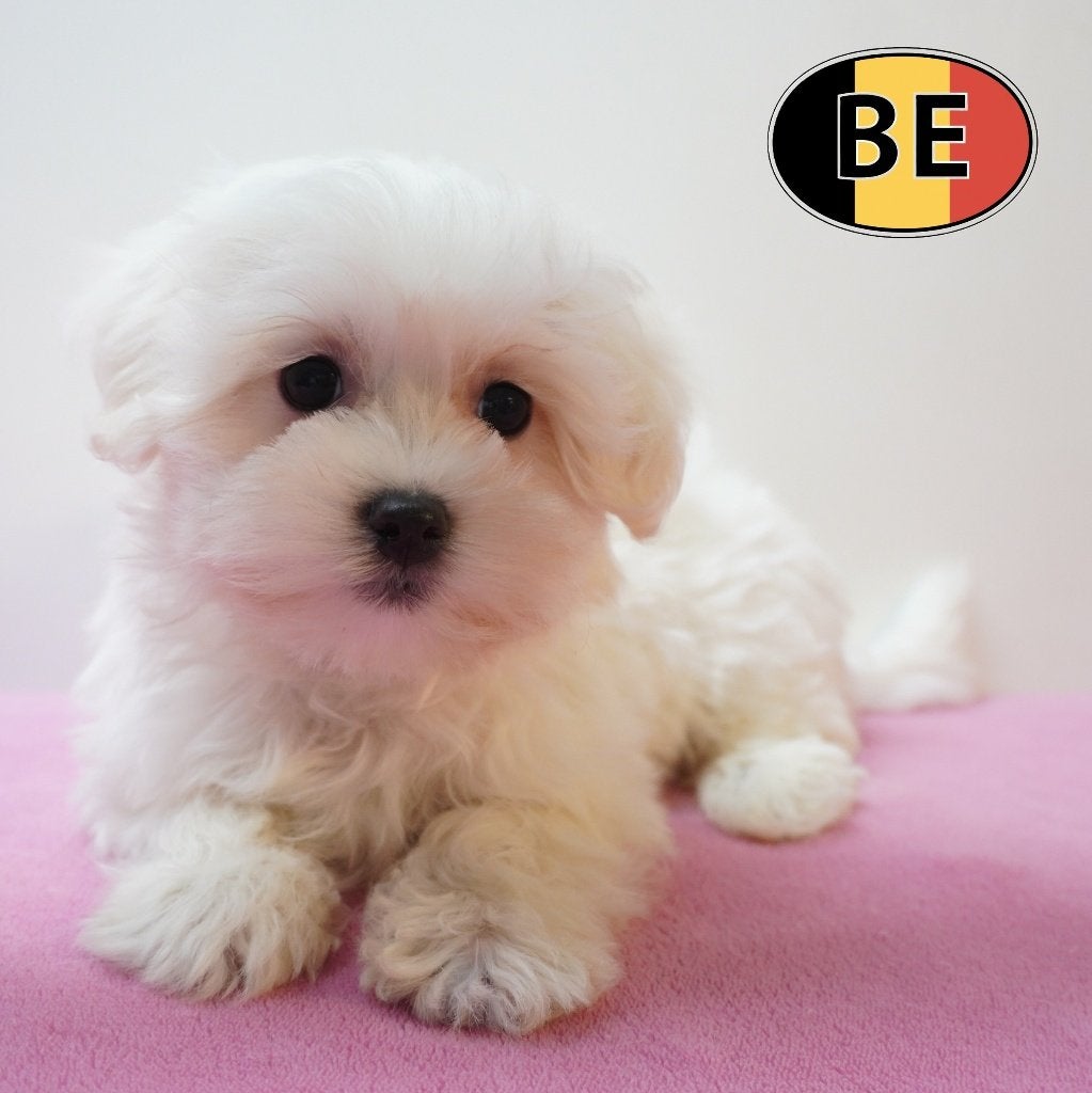 Maltezer pups te koop – Elegantie en zachtheid, Dieren en Toebehoren, Parvo, België, Maltezer, Handelaar