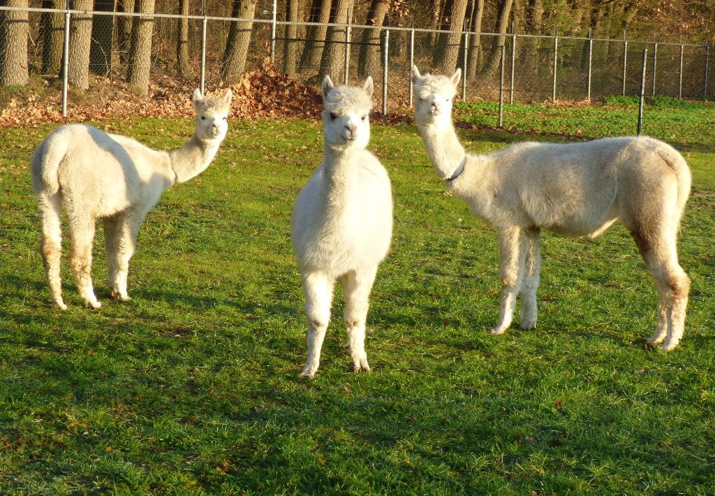 Diverse alpaca's, Dieren en Toebehoren, Mei, Meerdere dieren