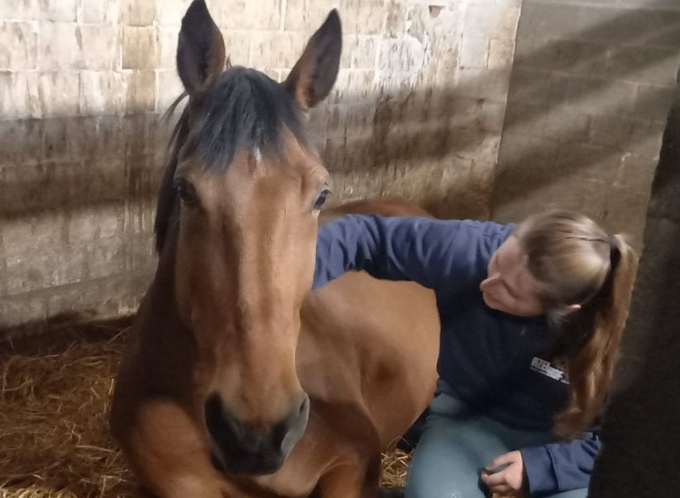 Gezocht: paard te lease (verplaatsbaar), Enlèvement ou Envoi
