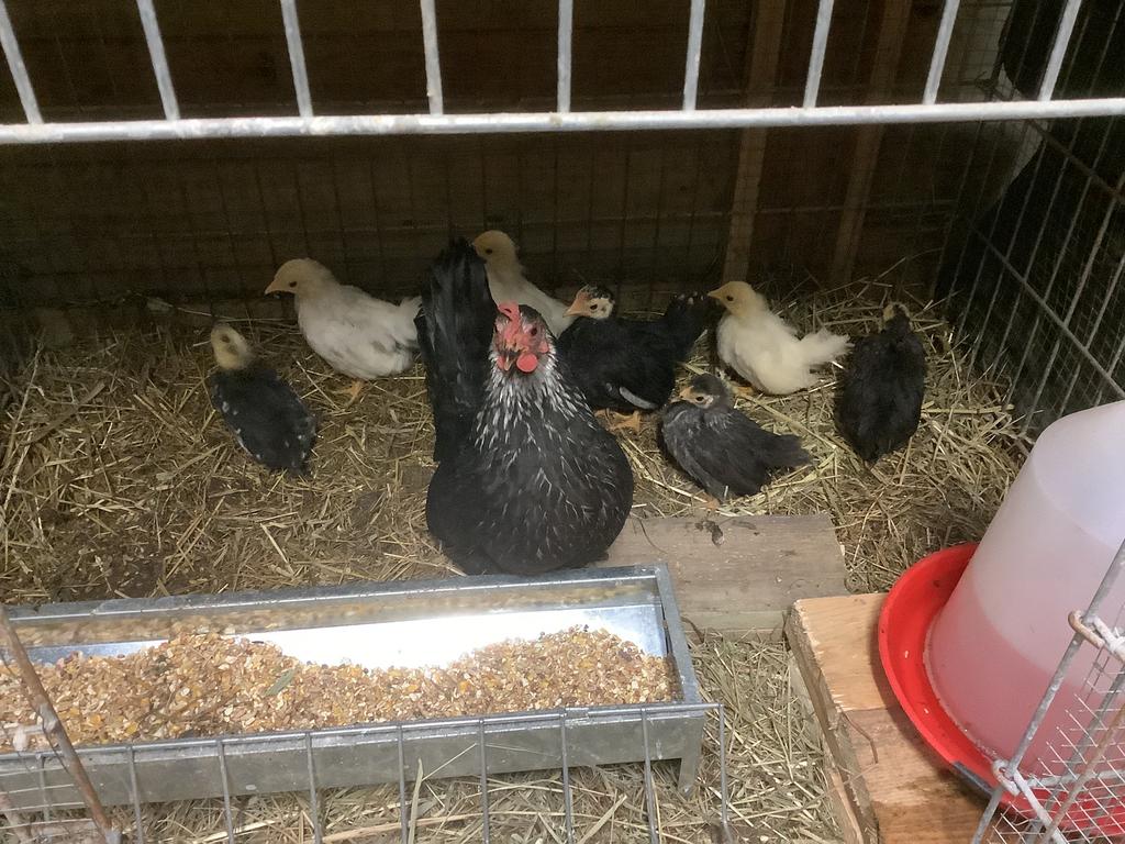 Chabo kuikens, Dieren en Toebehoren, Pluimvee
