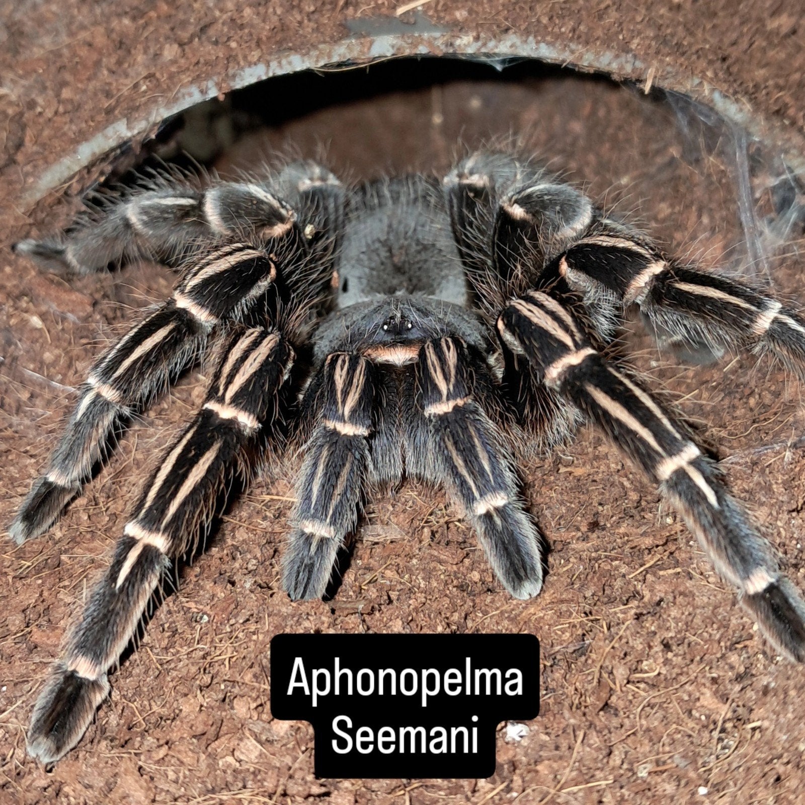 Aphonopelma seemanni vrouw, Dieren en Toebehoren, Insecten en Spinnen