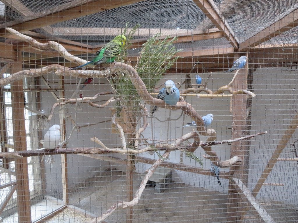 parkiet, Vrouwelijk, Parkiet