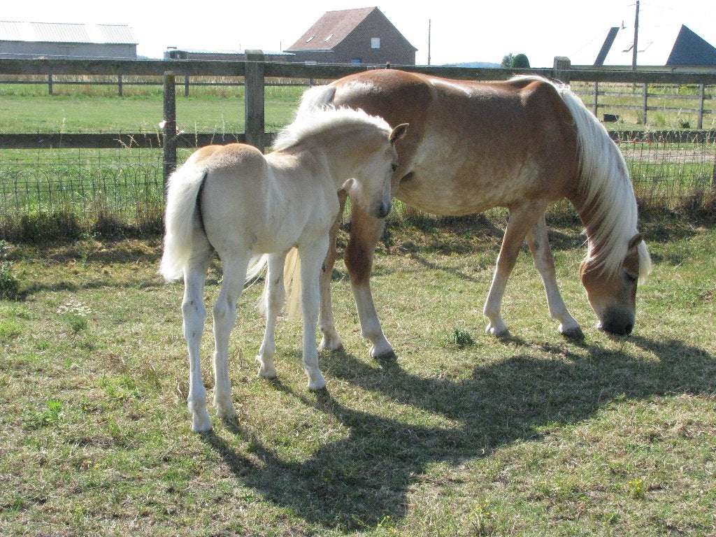 haflinger veulen, Animaux & Accessoires, Étalon, Ne s'applique pas, Avec pedigree, 0 à 2 ans