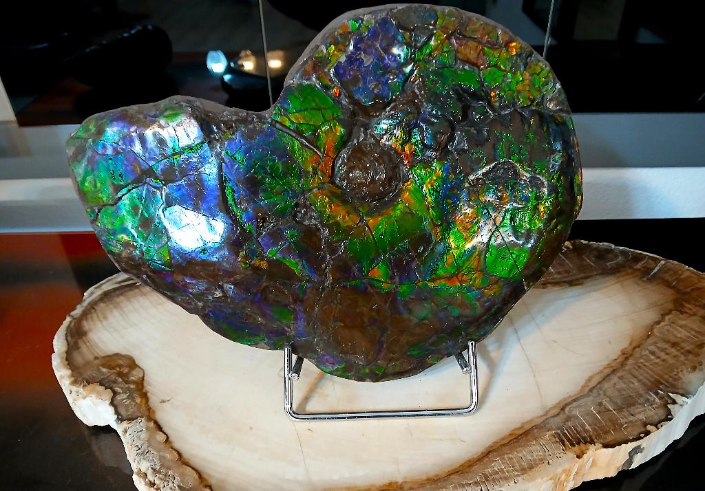 ammonite du canada 30cm placenticeras opal ammolite fossil, Envoi, Fossile