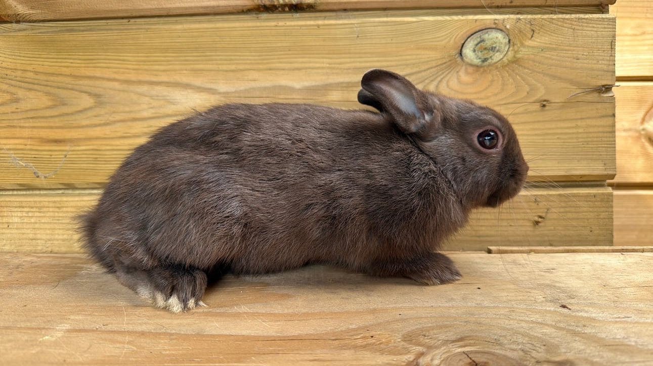 Choco kleurdwerg ram, Mannelijk, Dwerg, 0 tot 2 jaar