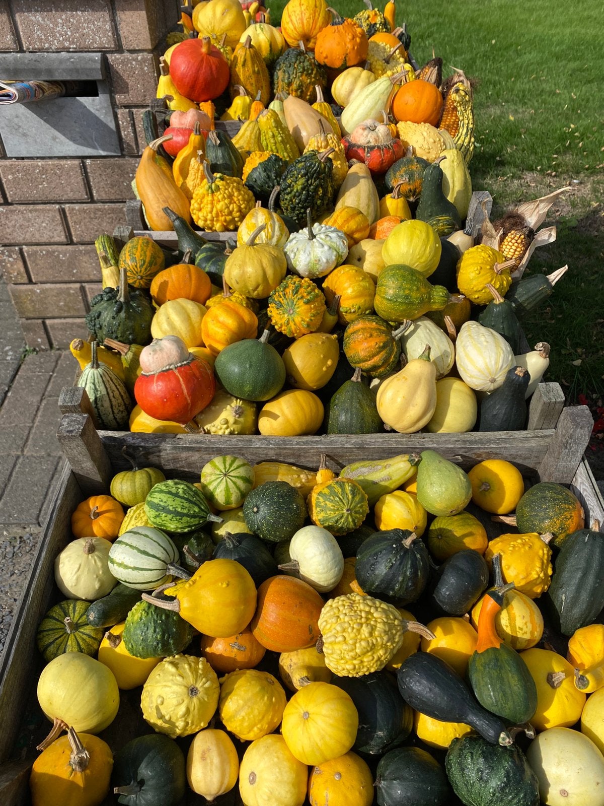 Sierfruit, pompoenen , Halloween en butternuts alles bio, Ophalen, Nieuw