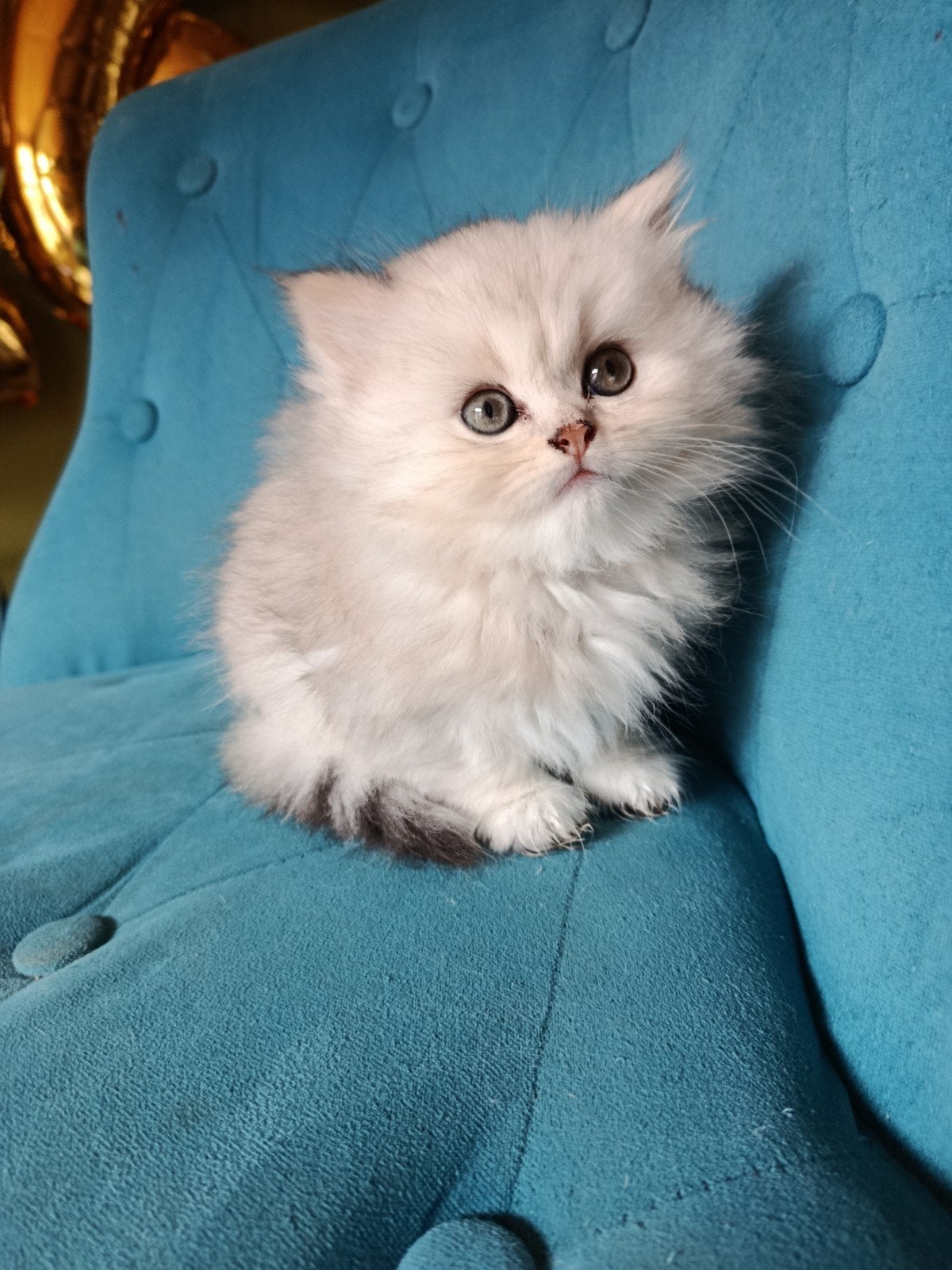 British longhair zilver black chaded, Chat, Avec pedigree, 0 à 2 ans
