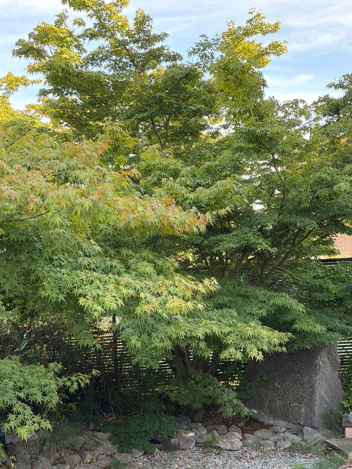 2 uitzonderlijk grote Japanse esdoorns te koop., Tuin en Terras, Planten | Bomen, Ophalen