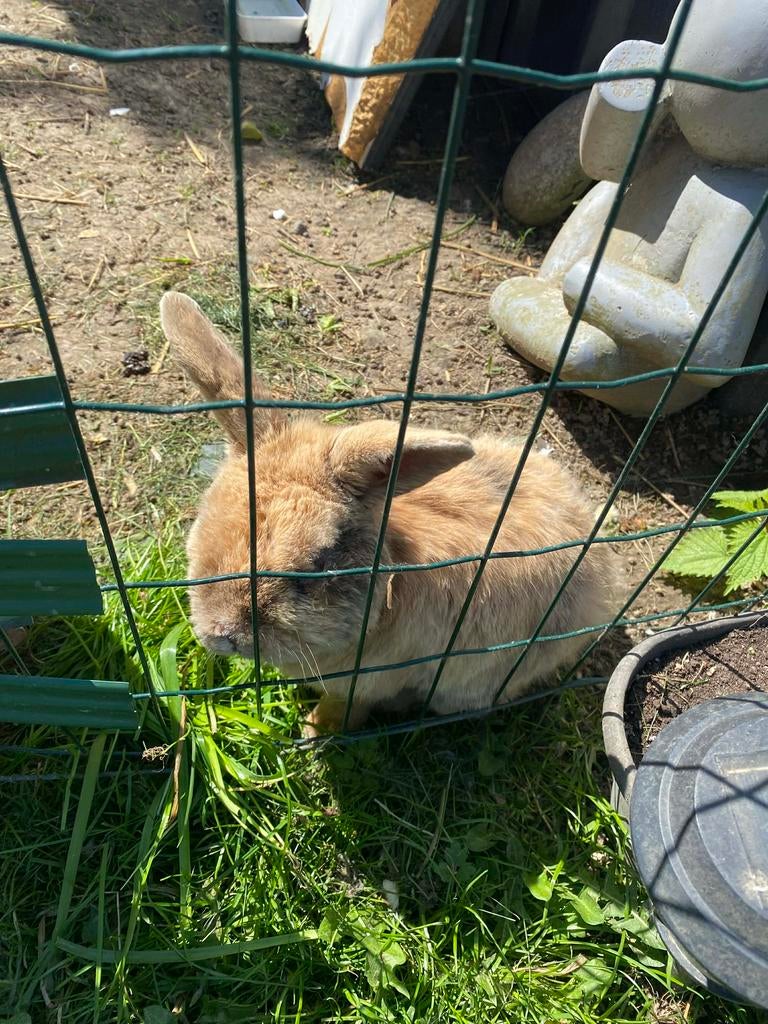 Lapins à vendre, Animaux & Accessoires, Mâle, Taille moyenne, Oreilles tombantes, 3 à 5 ans