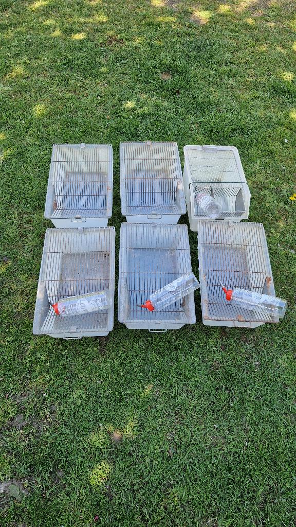 TL Labo bakken, kweekbak, Dieren en Toebehoren, Kooi, Gebruikt, Minder dan 75 cm, Muis