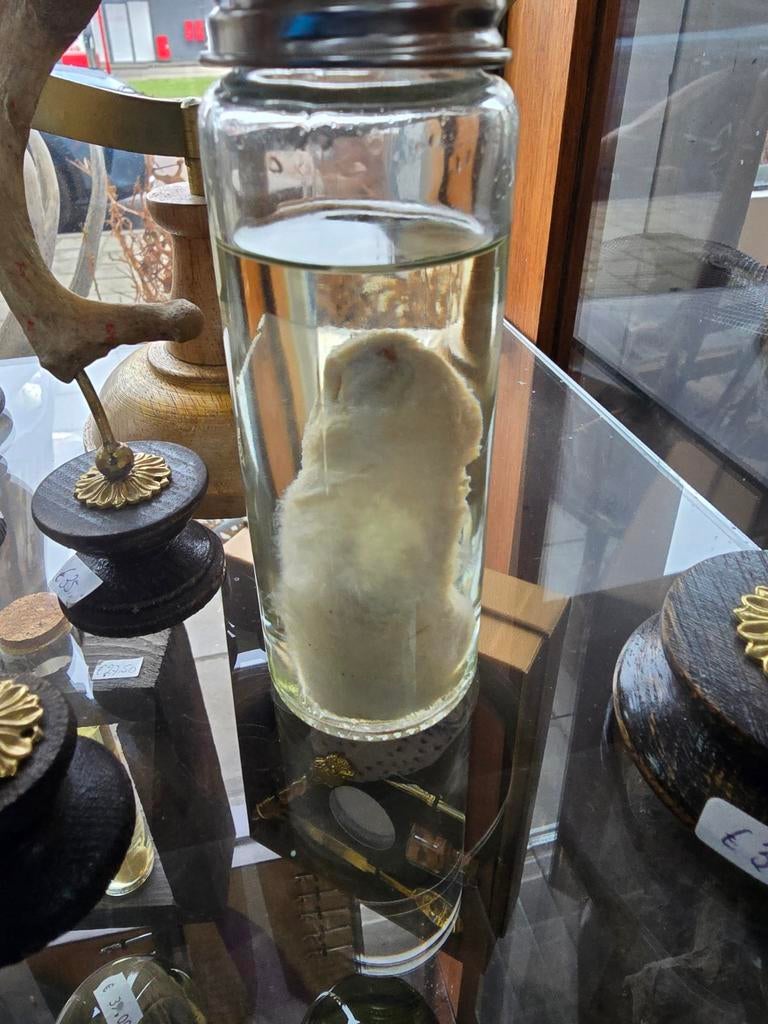 Vinger op sterk water, Verzamelen, Dierenverzamelingen, Ophalen of Verzenden