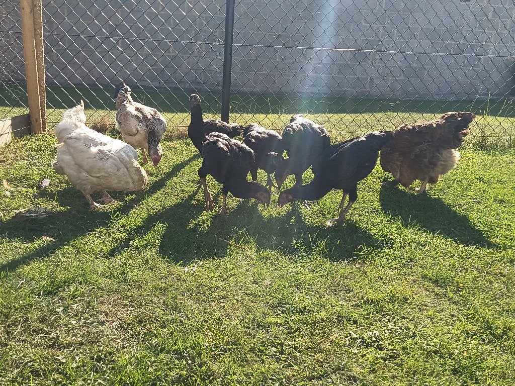 4 shamo en een andere, Dieren en Toebehoren, Januari, Vrouwelijk