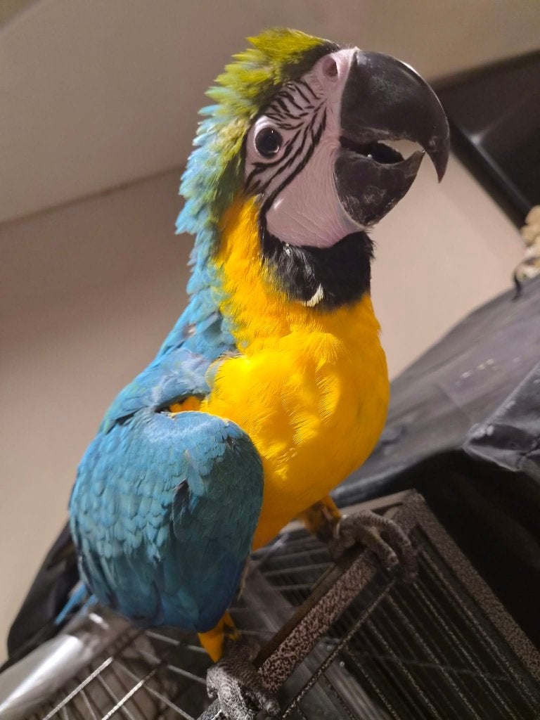 Jonge handtamme mannelijke Ara, Dieren en Toebehoren, Mannelijk, Papegaai, Pratend