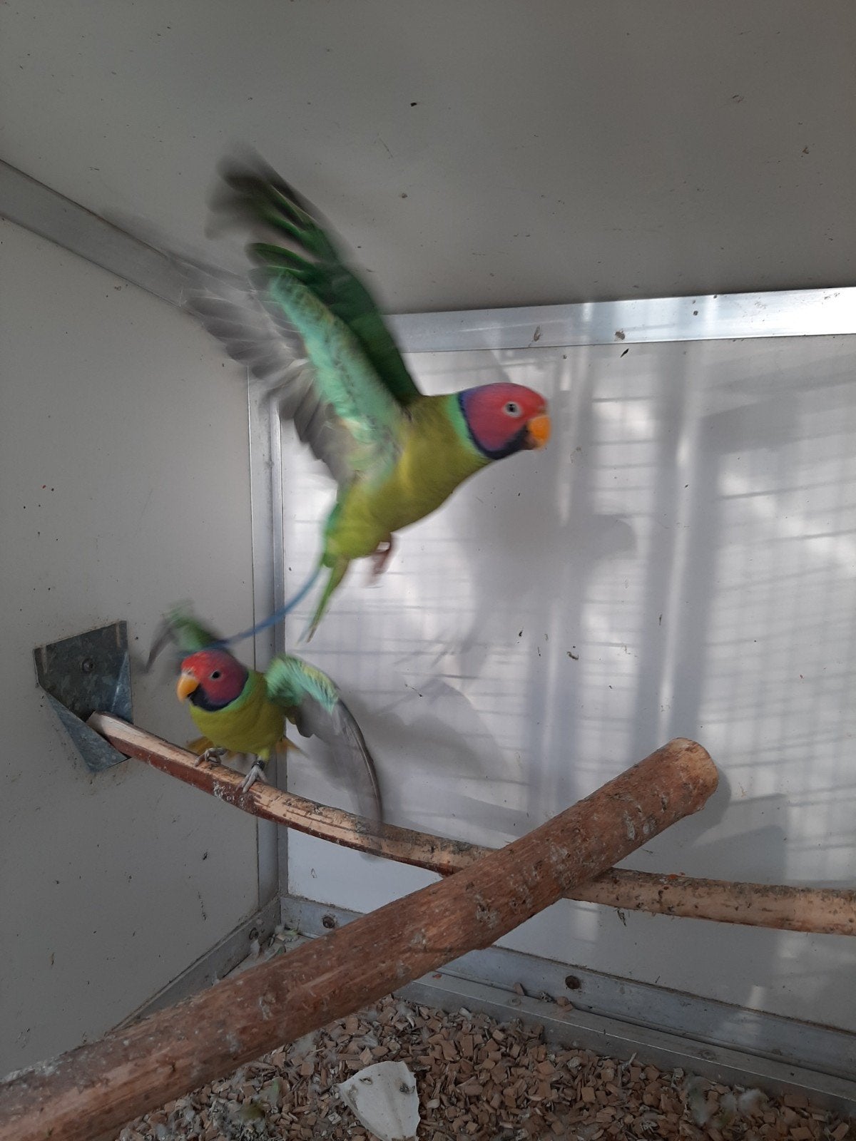 À vendre, Animaux & Accessoires, Oiseaux | Perruches & Perroquets