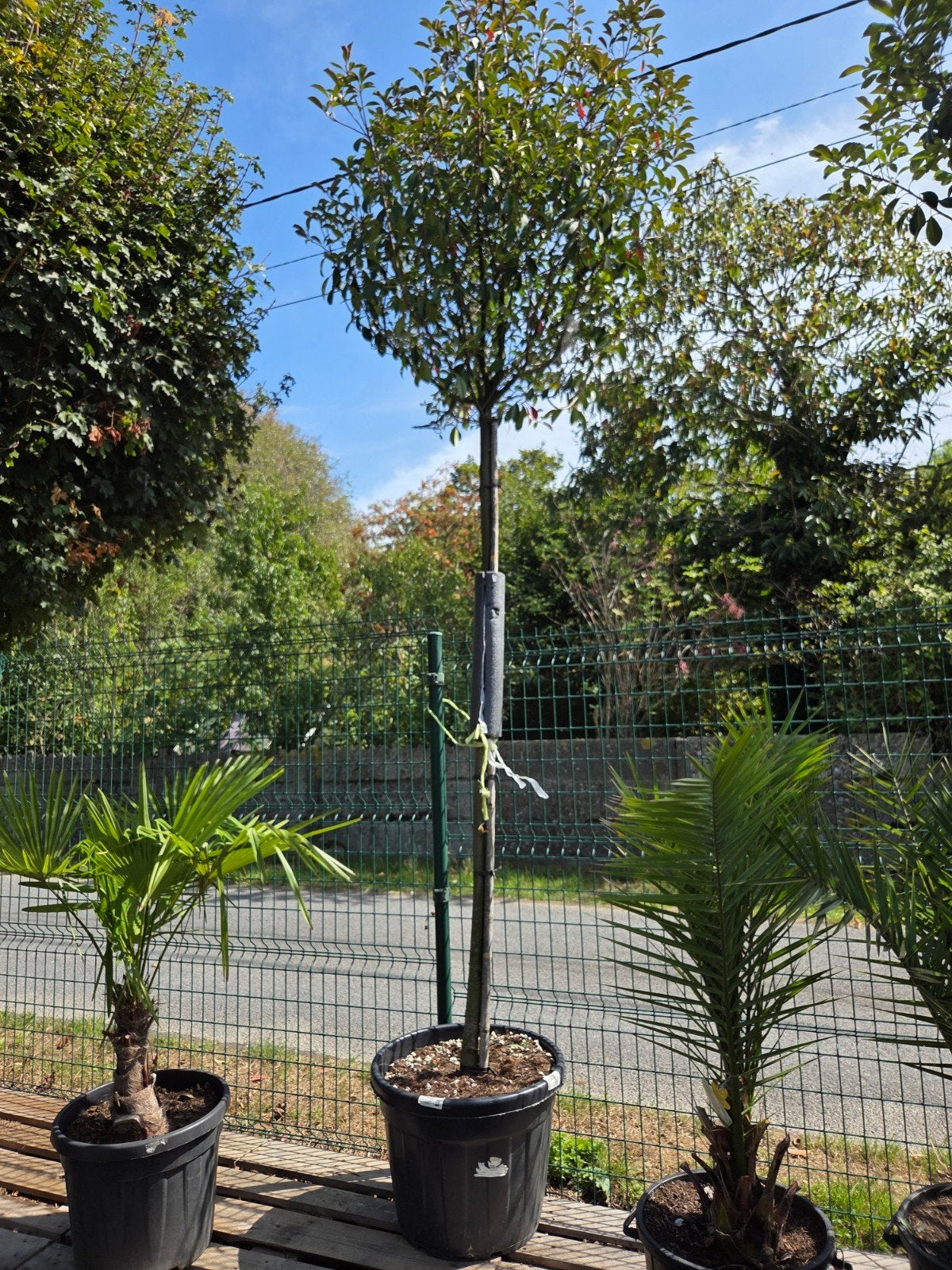 Photinia Red Robin, Ophalen