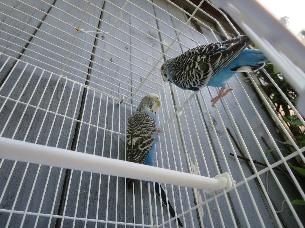 perruche bleue couple avec volière, Perruche
