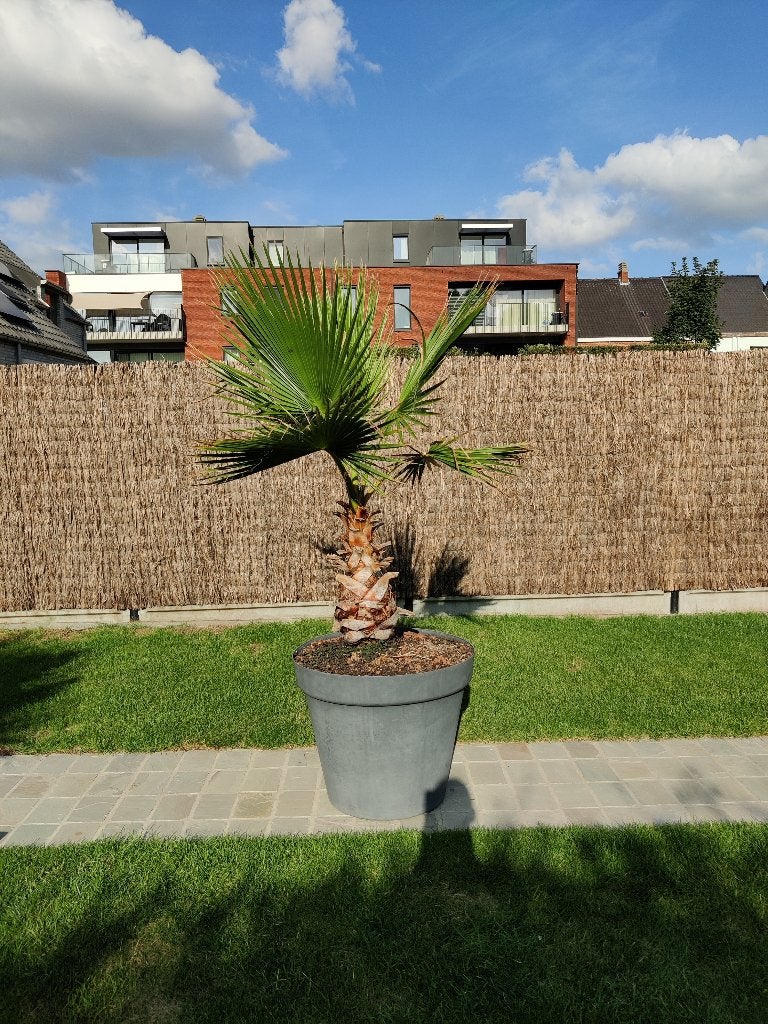 Palmboom te koop, Ophalen, Winter, Palmboom, 100 tot 250 cm