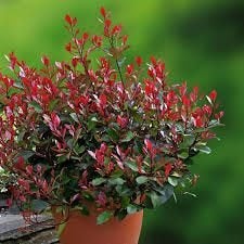 Photinia Little Red Robin, Jardin & Terrasse, Enlèvement
