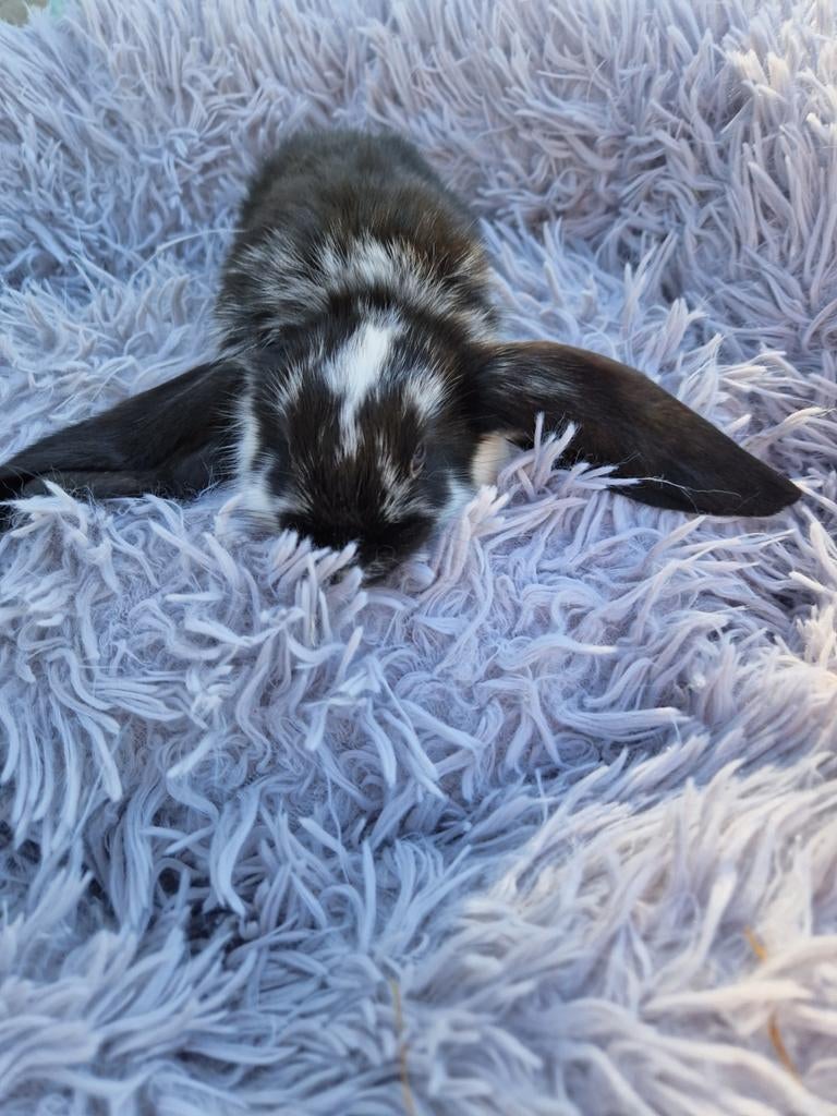 lapin bélier anglais mâle à réserver, Animaux & Accessoires, Animaux Autre, Avril, Mâle