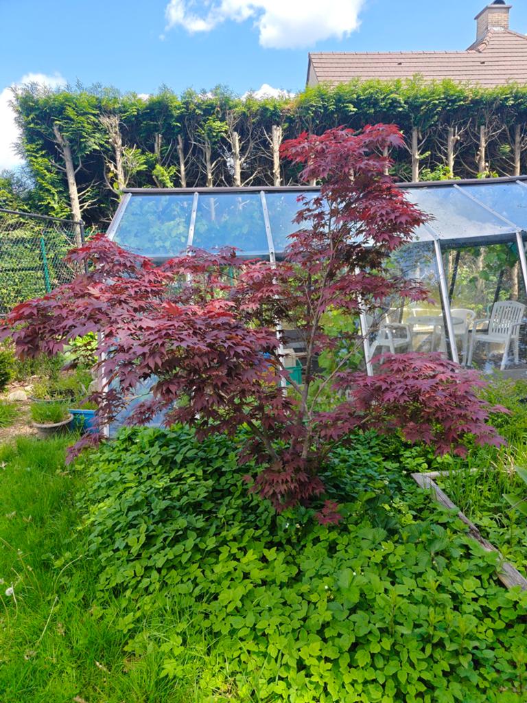 Japanse esdoorn, Tuin en Terras, Ophalen
