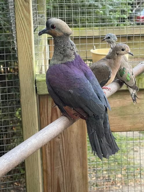 Jamaica grondduiven, Dieren en Toebehoren, Vogels | Overige Vogels, Meerdere dieren, Tropenvogel, Geringd