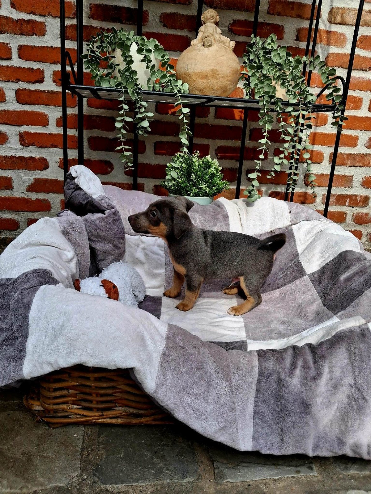 mooie jack russel pupjes, Dieren en Toebehoren, Honden | Jack Russells en Terriërs, België, Particulier, Jack Russell Terriër