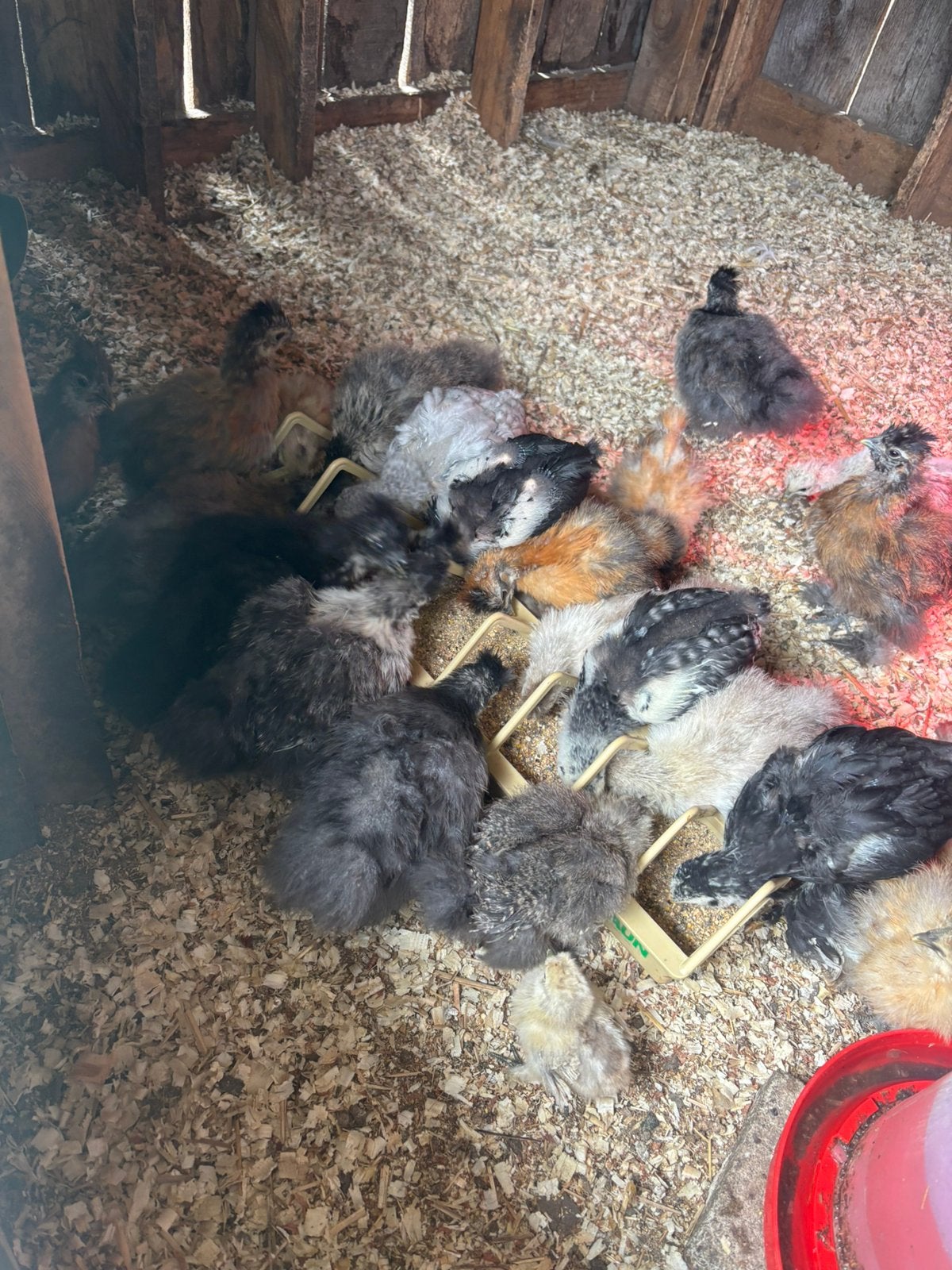 Zijdehoen te koop 5 euro het stuk, Animaux & Accessoires, Volatiles