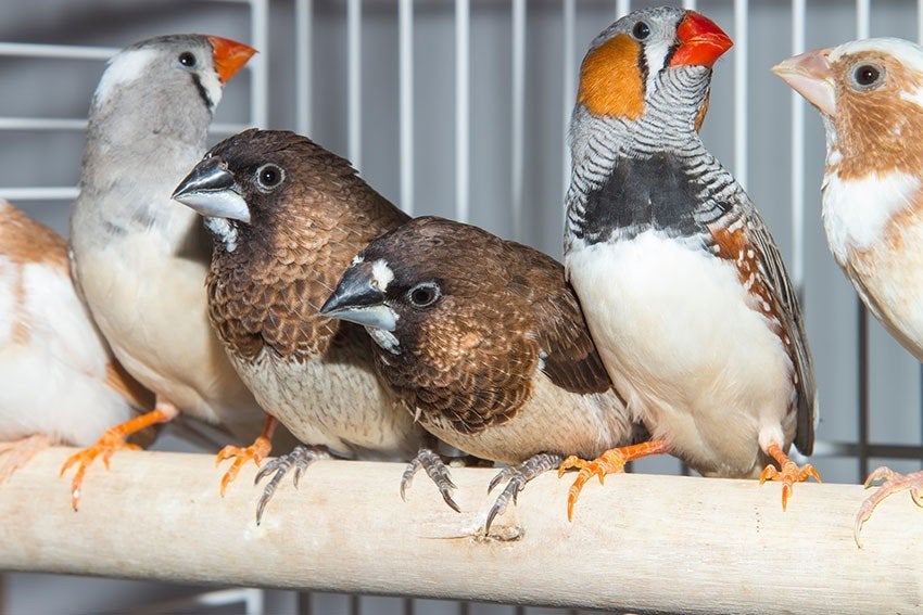 ik zoek gratis vogels, Dieren en Toebehoren, Vogels | Overige Vogels, Geslacht onbekend
