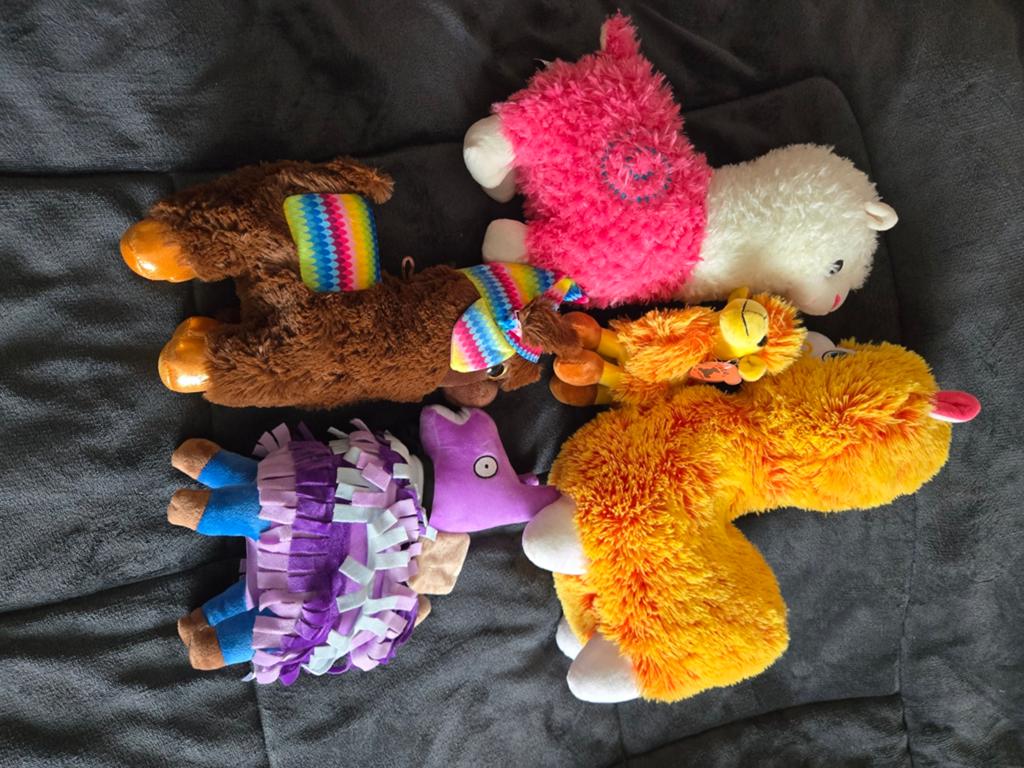 4 Alpaca's en een kameel., Ophalen