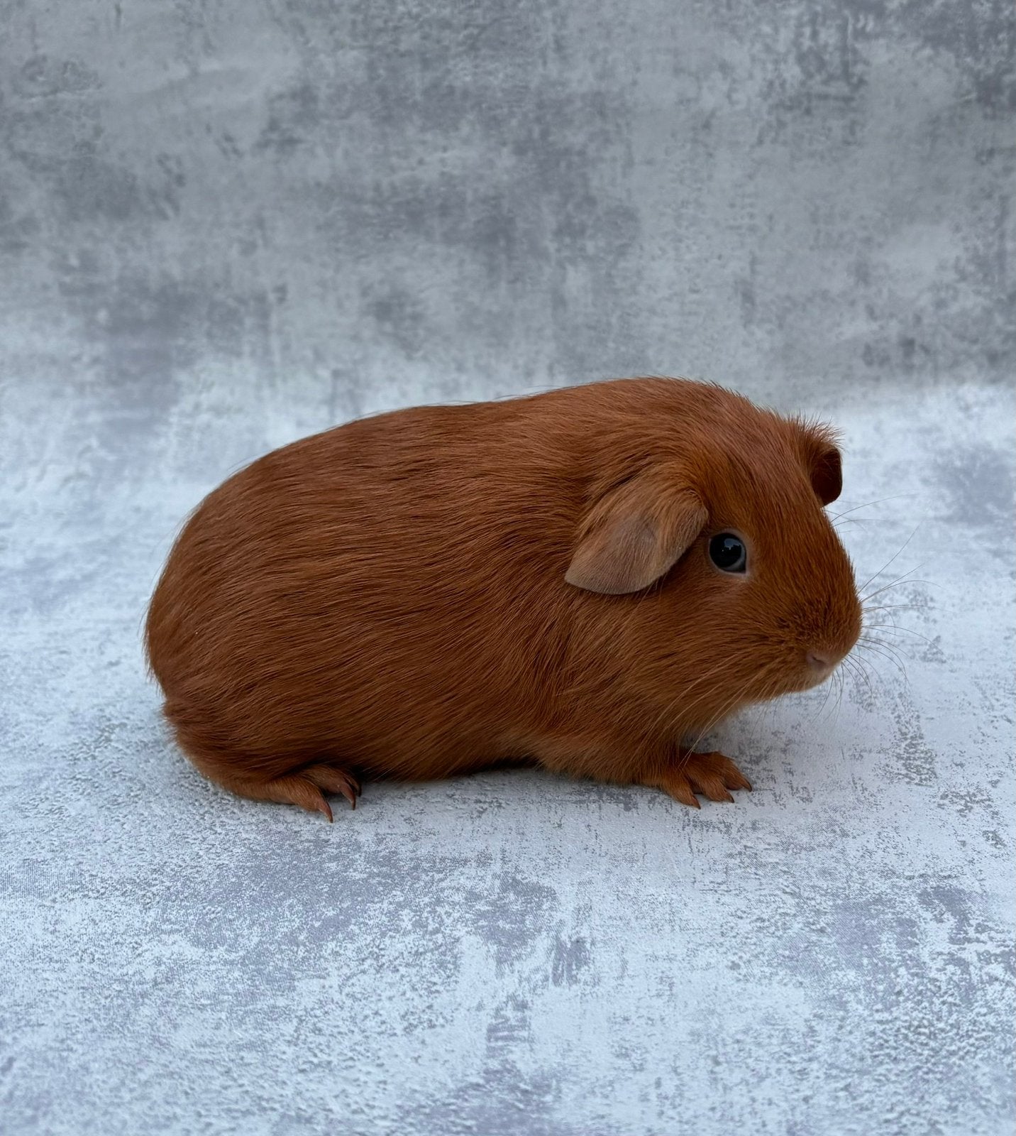 Cavia goud donkeroog vrouwtje, Animaux & Accessoires, Domestique, Septembre, Cobaye, Femelle