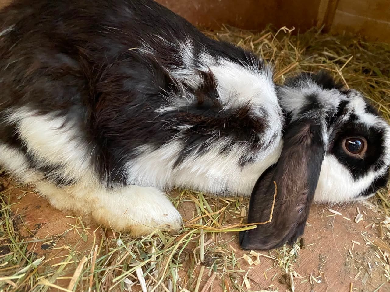 Une lapine naine de 10 mois avec ses 8 bébés, Animaux & Accessoires, Lapins, Plusieurs animaux, Taille moyenne, Oreilles tombantes