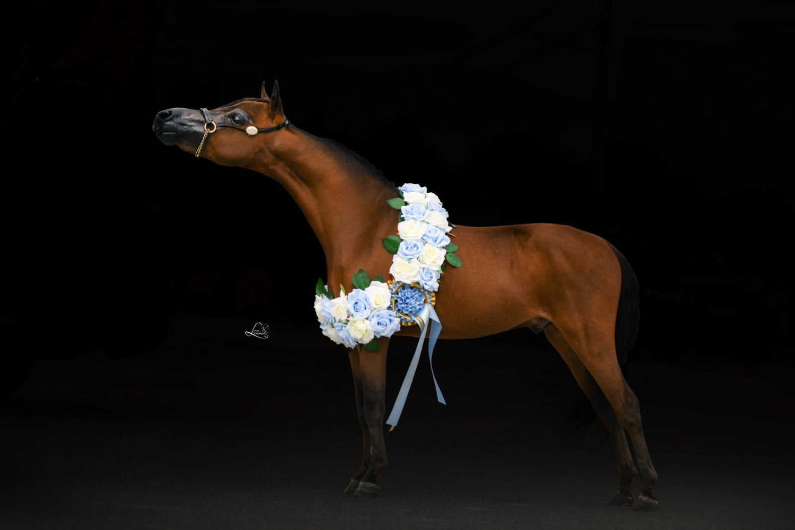 topper, 3 jarig dekhengst!!!, Dieren en Toebehoren, Hengst, Met stamboom, 3 tot 6 jaar