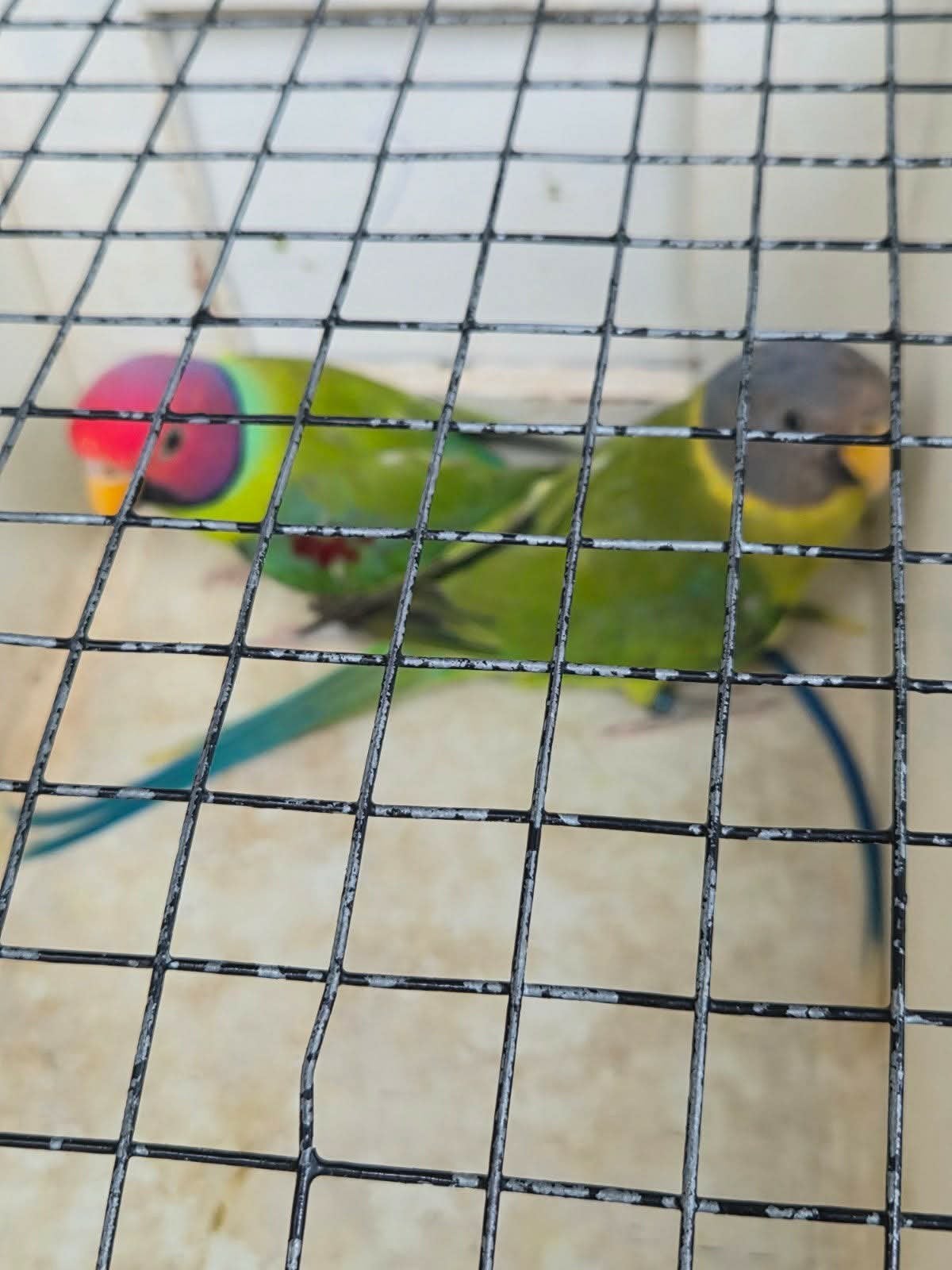 3koppels pruimkoppen, Dieren en Toebehoren, Vogels | Parkieten en Papegaaien