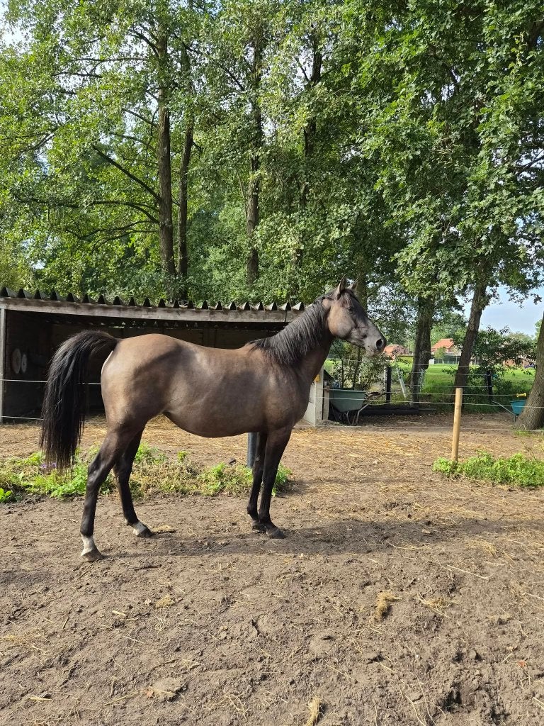 Zeer lieve Quarter merrie, Merrie, Minder dan 160 cm, Met stamboom, Zadelmak