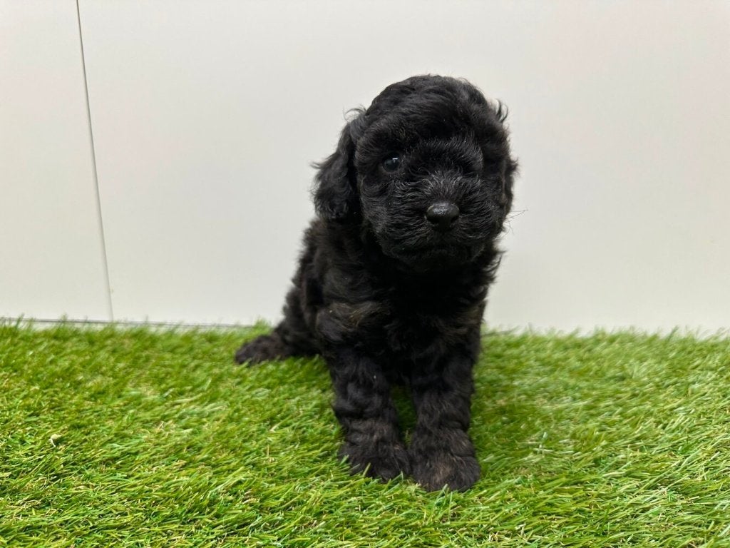 Portée de chiots caniches nains