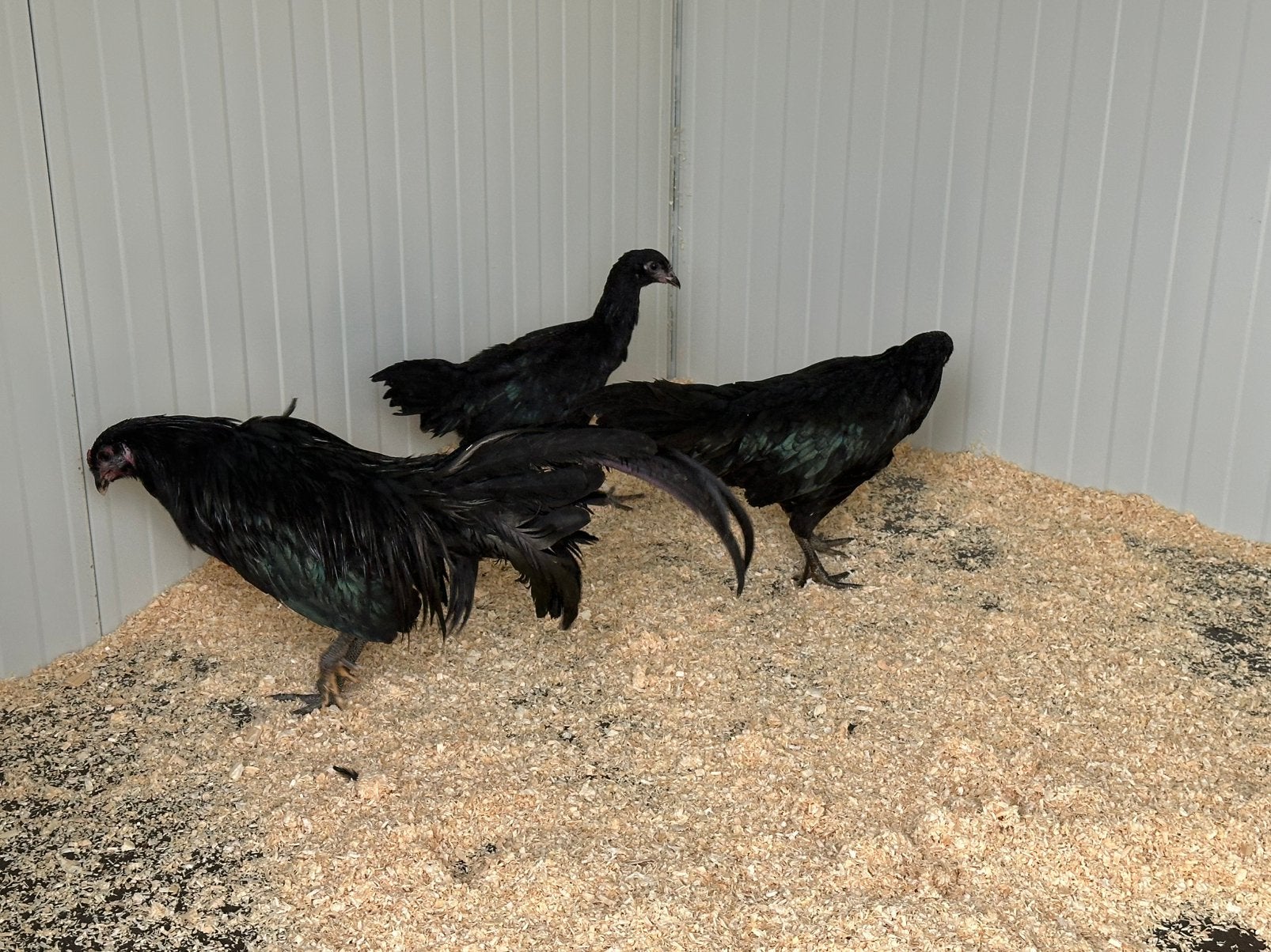 Trio zwarte sumatra kippen €120, Dieren en Toebehoren