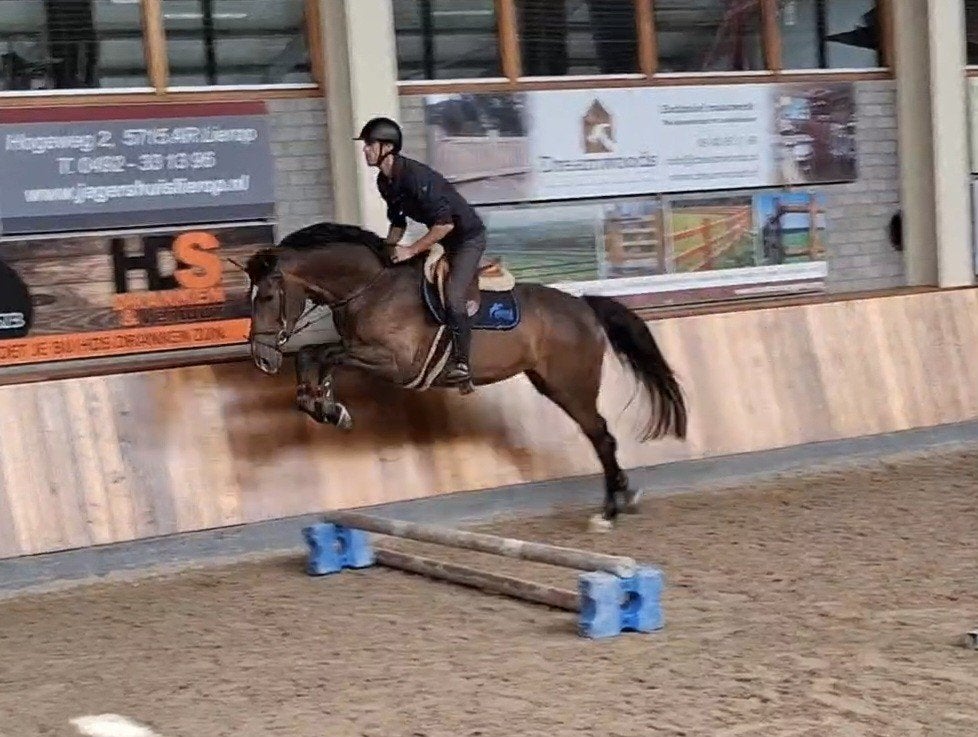 4 jarig kwaliteitsvol springpaard * Chique * KWPN 1m67, Dieren en Toebehoren, Merrie, Springpaard, Zadelmak, 3 tot 6 jaar