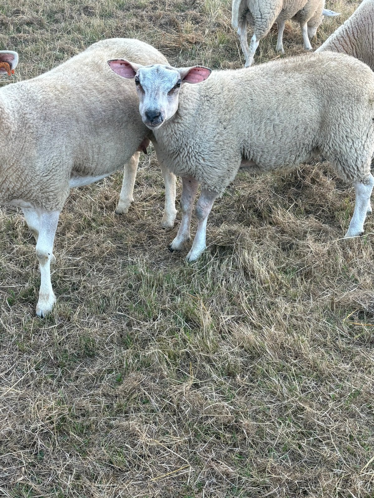 Ram, Dieren en Toebehoren, Schapen, Geiten en Varkens, Mannelijk, Schaap, 0 tot 2 jaar