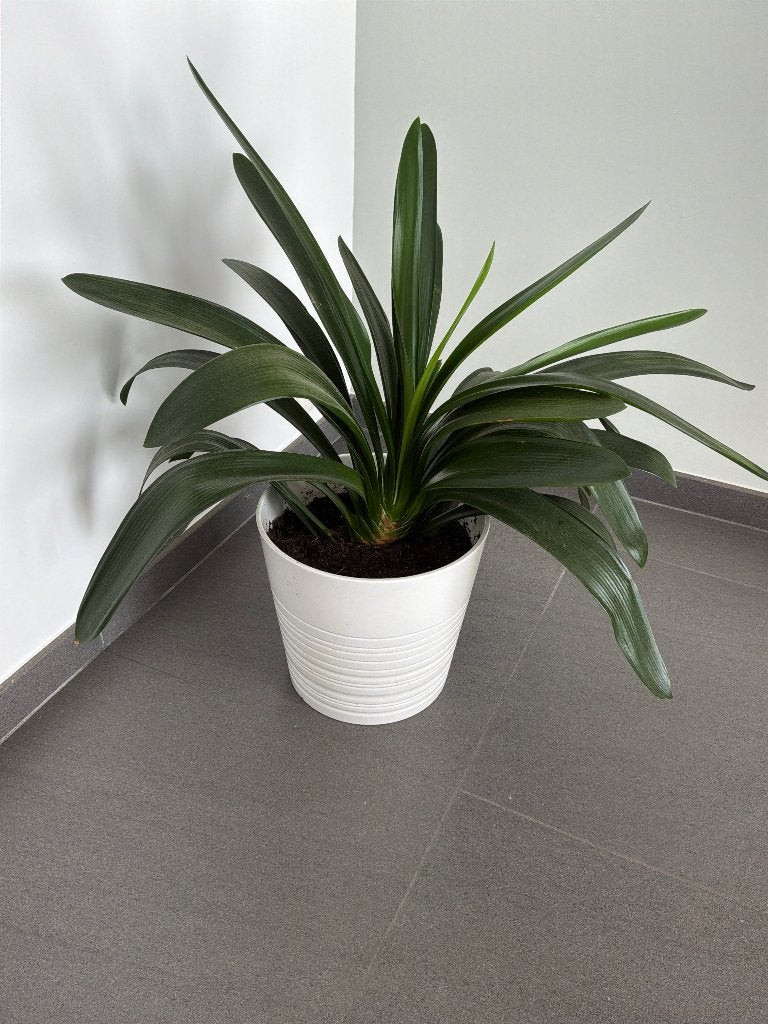Clivia plant met pot, Maison & Meubles, Autres espèces, En pot, Plante à fleurs, Moins de 100 cm