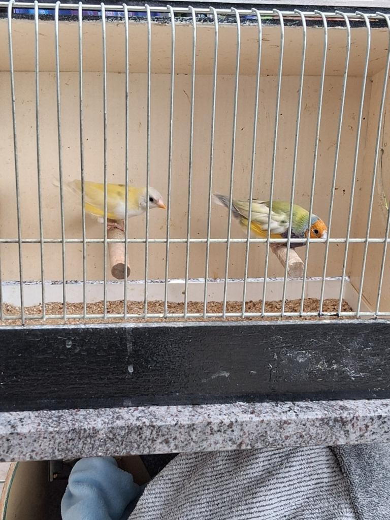 Gouldamandines, Dieren en Toebehoren, Vogels | Overige Vogels