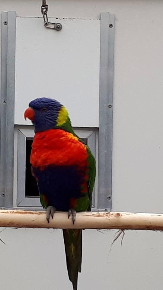 Lori van de blauwe bergen POP gezocht, Dieren en Toebehoren